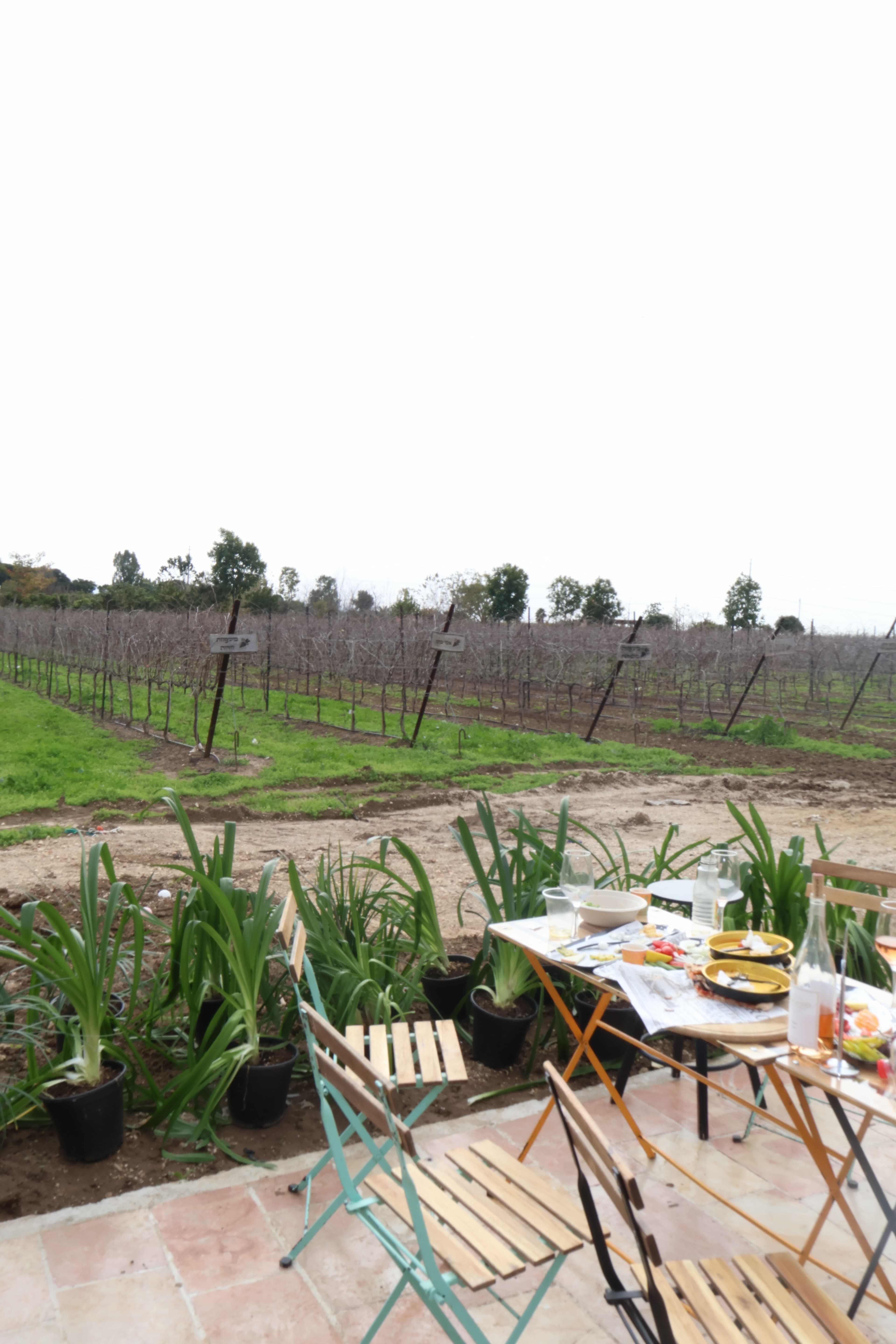 נוף הכרם - שולחן ערוך מול הגפנים